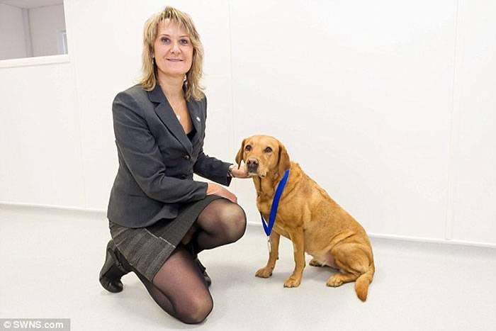 英国狗狗闻出主人癌症已经检查出550例癌症病例