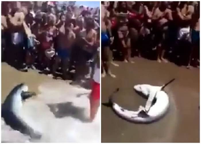 西班牙鲨鱼搁浅海滩泳客争相自拍遭怒批