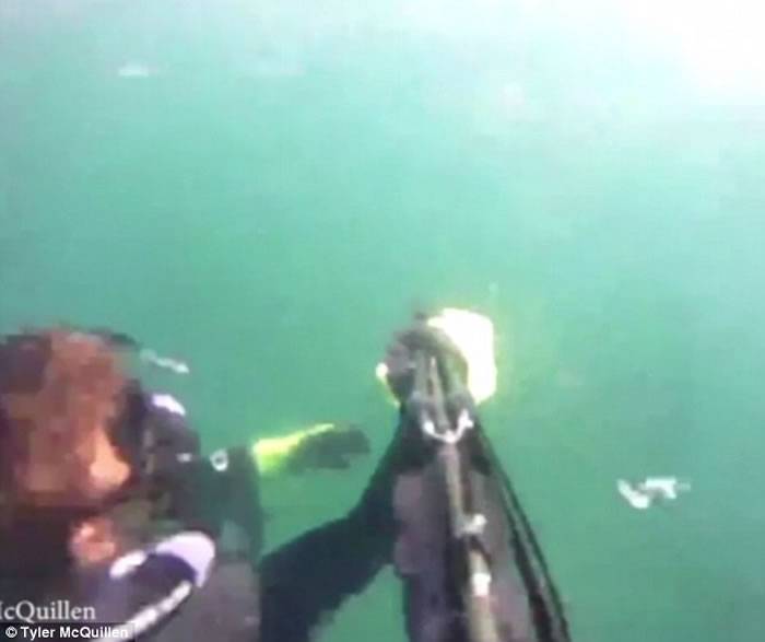 美国加州男子潜水遭巨鲨咬脚以为友人“整蛊”