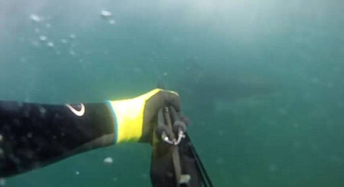 美国加州男子潜水遭巨鲨咬脚以为友人“整蛊”