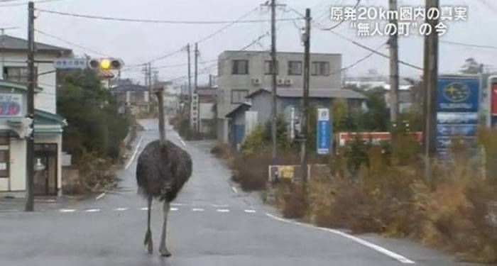 日本福岛核灾后路上没有行人动物自由的到处散步