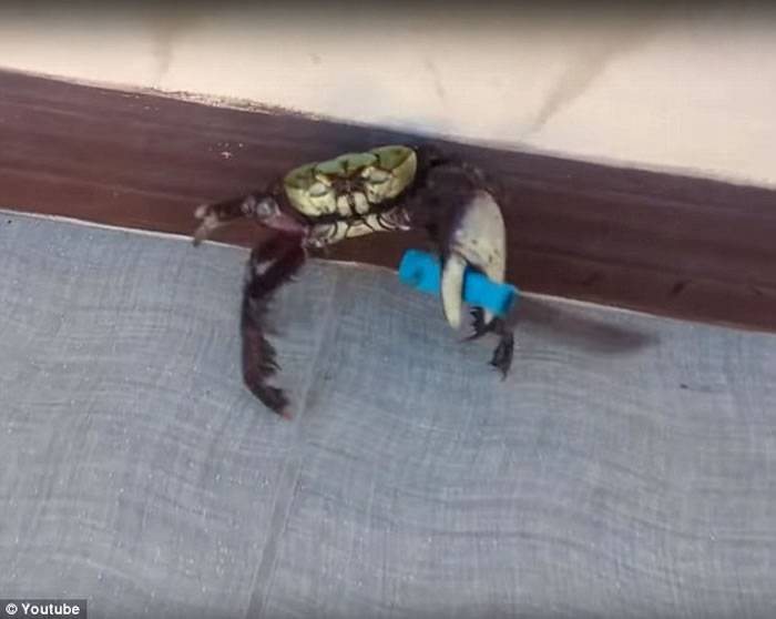 螃蟹蟹钳挥舞小刀专家质疑是人类硬塞