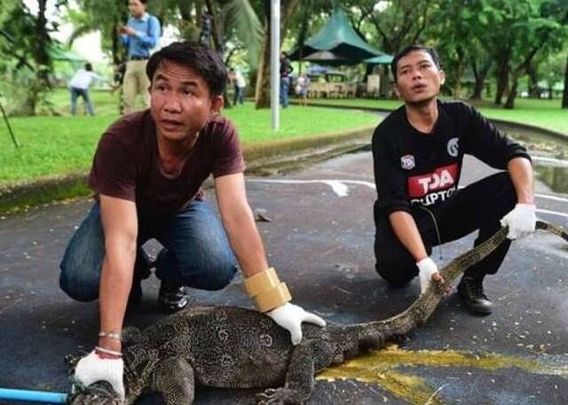 泰国政府上周二大规模捕捉曼谷伦披尼公园（LumpiniPark）内的泽巨蜥