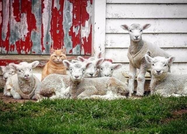 史提芬坐在羊群中的照片在社交网站上获得数百赞好。