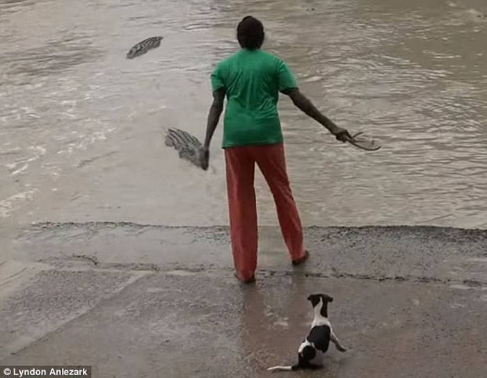 澳洲女子带着小狗在河边散步遇上鳄鱼毫不犹豫拎起拖鞋打走