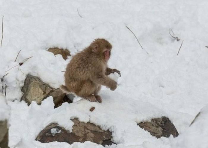 猕猴还会做雪球打雪仗。