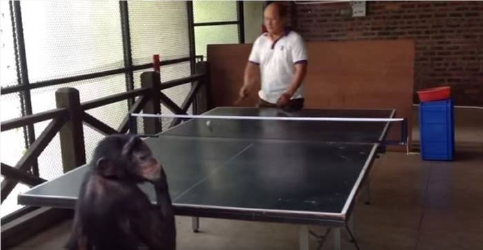 黑猩猩和人类打乒乓球赢了还转身偷笑
