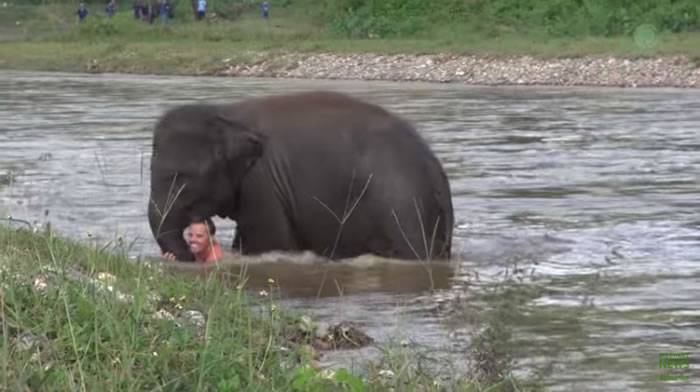 泰国大象自然公园保育员落水遇险小象成功施救