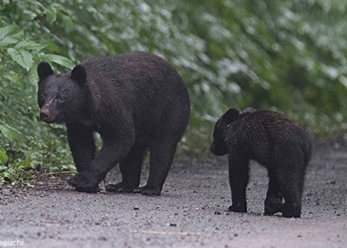 黑熊经常在日本山林出没。（资料图片）