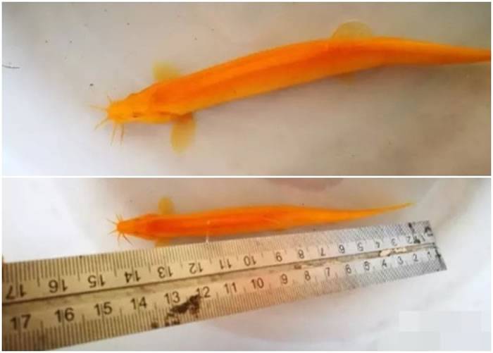 被捕获的金色泥鳅通体呈金黄色，体长约14厘米。