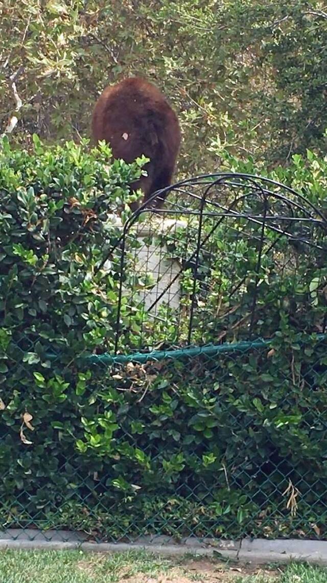 美国加州两只小宠物犬赶走大灰熊