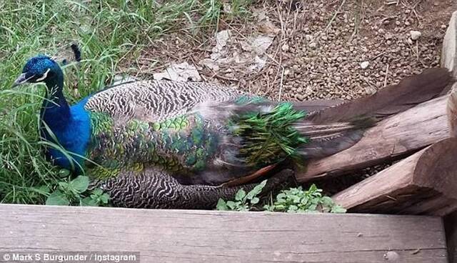 澳洲昆士兰鸡场放了一只孔雀老鹰也不敢来了