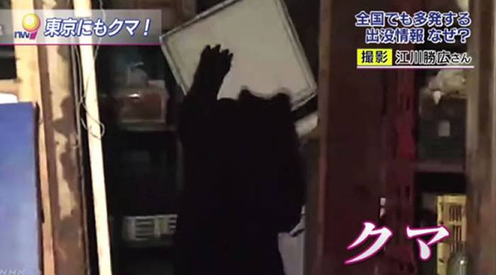 日本东京餐饮店店长深夜发现有小偷上前发现竟然是一只熊