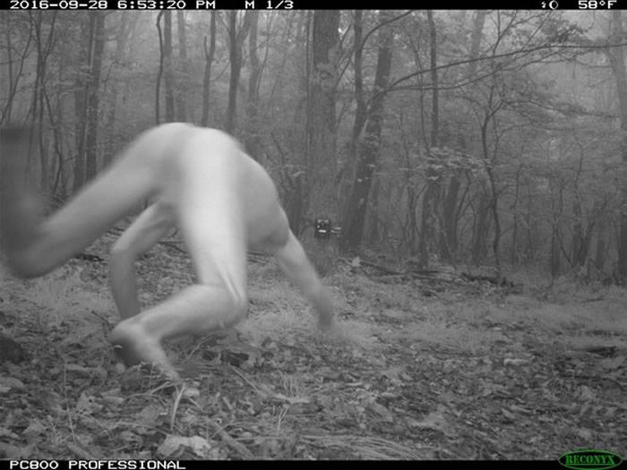 美国动物学家MarcellaKelly透过固定式摄影机在森林拍到全裸野人？