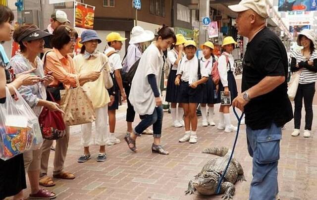 村林不时会带短吻鳄散步。