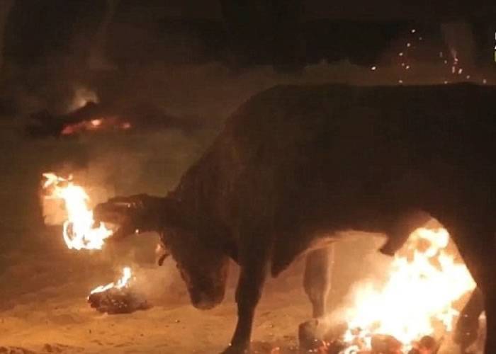 全身被涂满泥巴的公牛，两角被系上火球并燃点起来。
