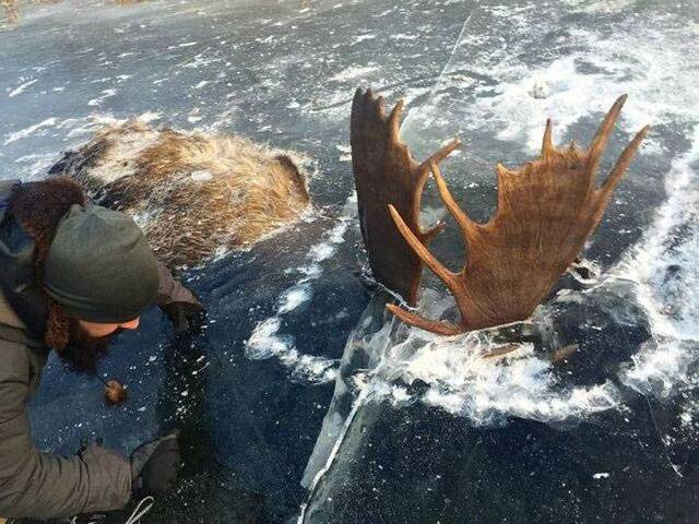 美国阿拉斯加两只麋鹿疑似大打出手双双淹死并冰封在河里