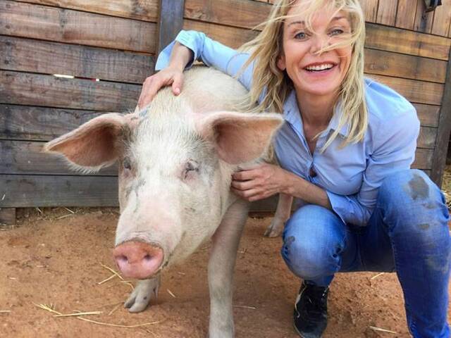 猪界毕加索：南非小猪Pigasso脱离肮脏屠宰场咬笔杆画出缤纷新世界