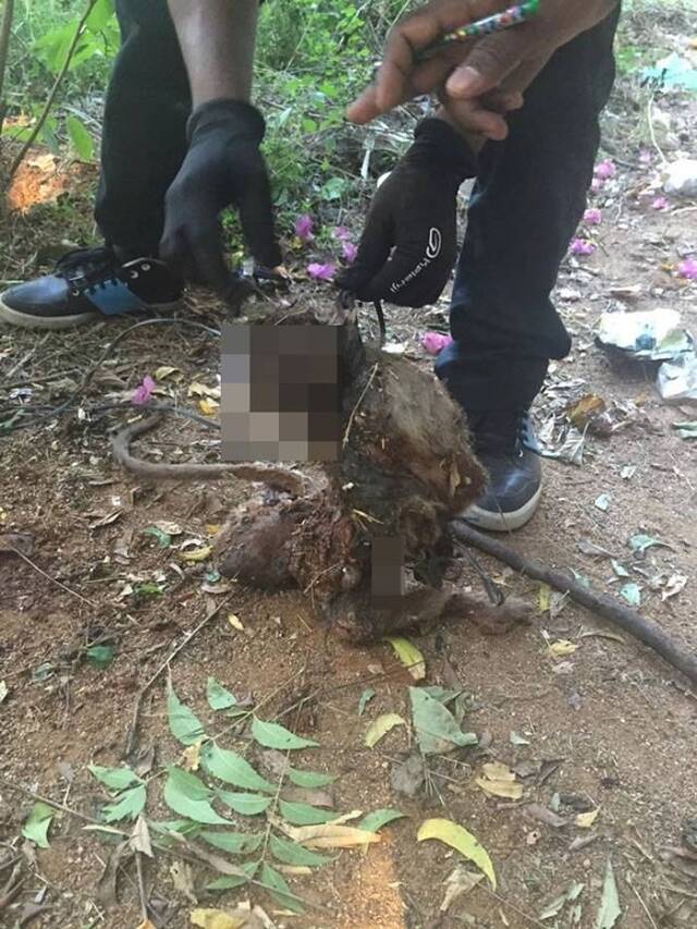 母猴惨死，更被埋尸。