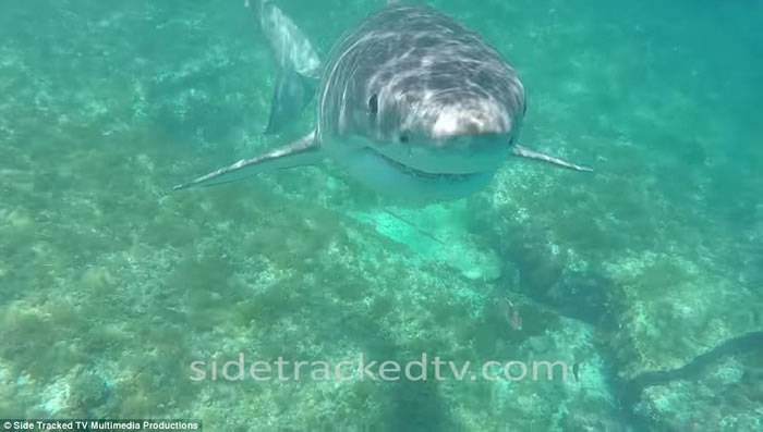 澳洲西澳省男子潜水拍摄海洋生物纪录片误闯大白鲨地盘