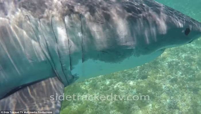 澳洲西澳省男子潜水拍摄海洋生物纪录片误闯大白鲨地盘