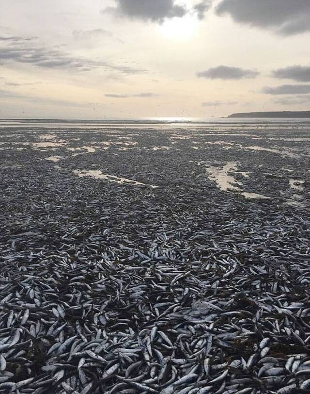 鲭鱼尸体满布沙滩。