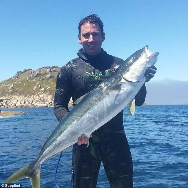 澳洲男子到大堡礁附近海域潜水遇到低鳍真鲨迎面袭击靠鱼枪刺嘴保命