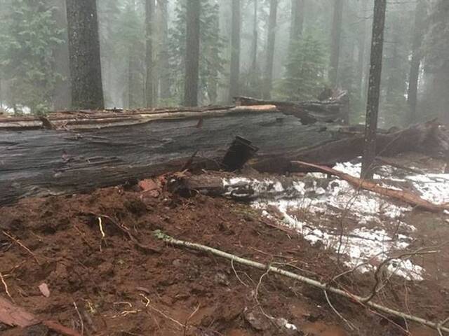 「隧道树」不敌暴风雨在8日倒塌。