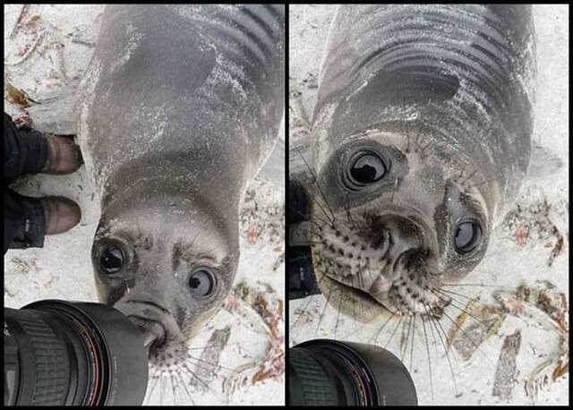 海豹似是想邀请摄影师一起自拍。