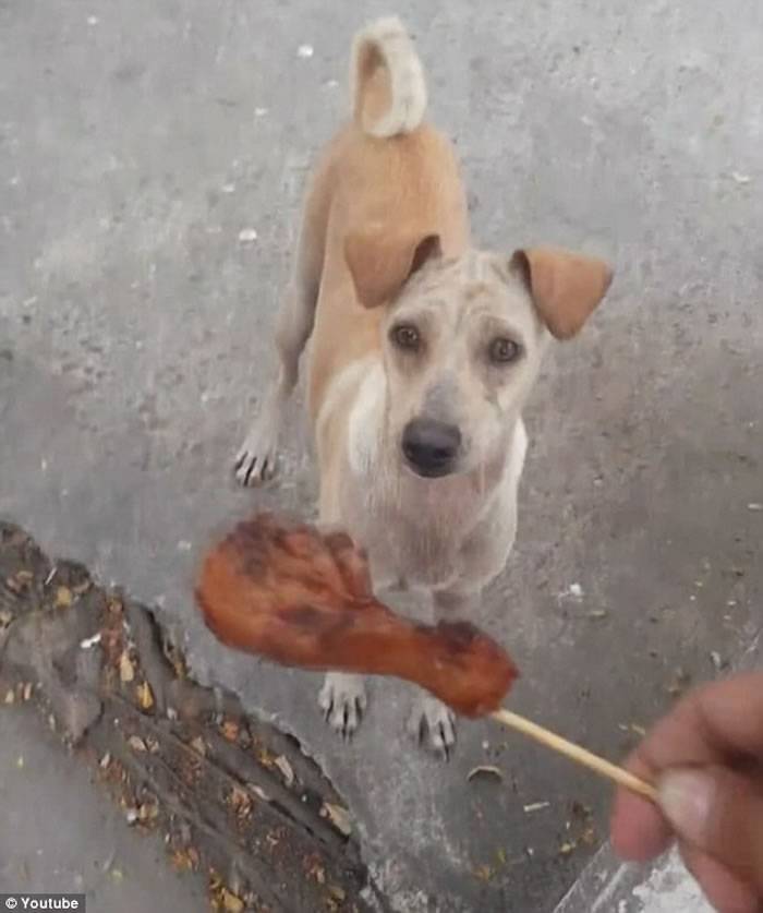 泰国曼谷饥肠辘辘母狗有鸡腿不吃