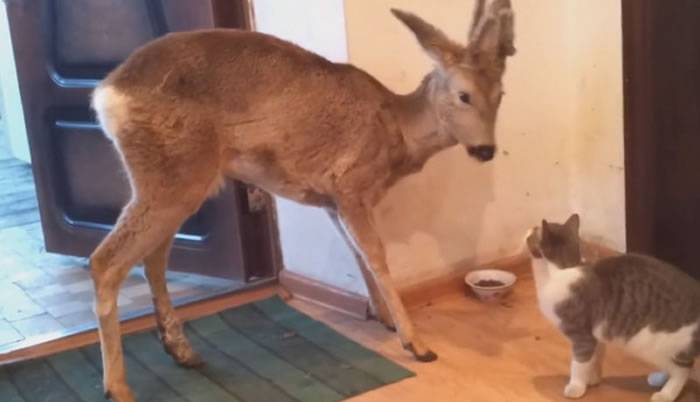 俄罗斯猫咪在家里吃饭被闯进的野鹿抢食