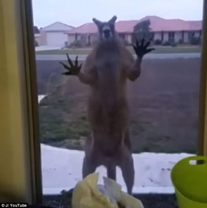 澳洲袋鼠巨爪狂拍玻璃吓得户主尖叫走避