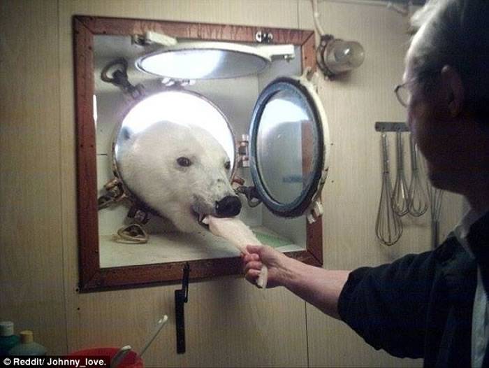 北极研究船船员在厨房里准备下午茶北极熊从窗口探头进来讨食