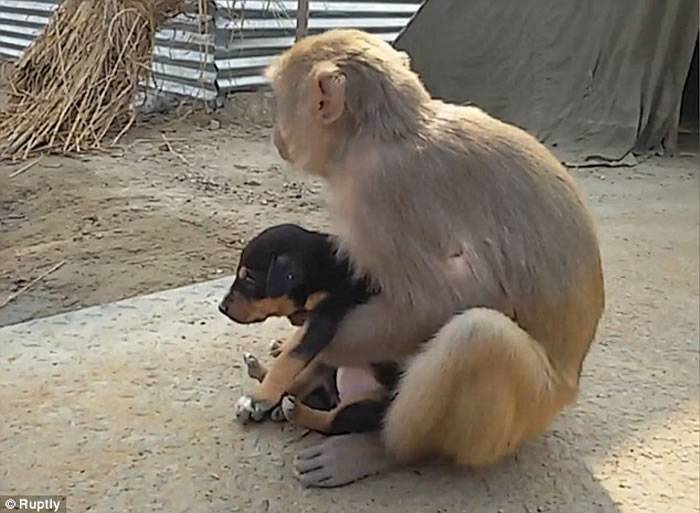 印度北方邦猕猴街头发现弃犬妥善照顾如己出