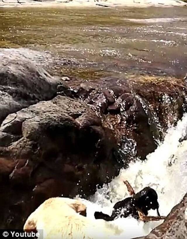 阿根廷狗狗咬紧树枝救堕河同伴