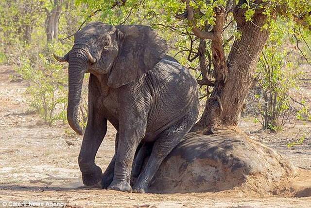 南非克鲁格国家公园聪明大象不忍蚂蚁咬屁股用大石搔痒
