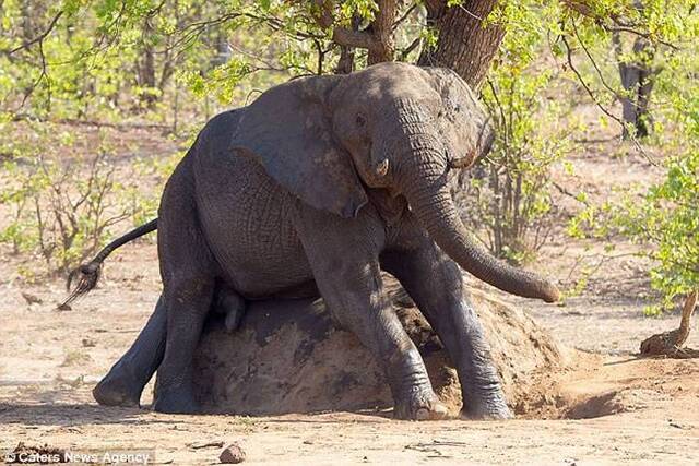 南非克鲁格国家公园聪明大象不忍蚂蚁咬屁股用大石搔痒