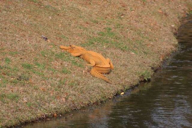 鳄鱼全身皮肤呈现亮橙色。