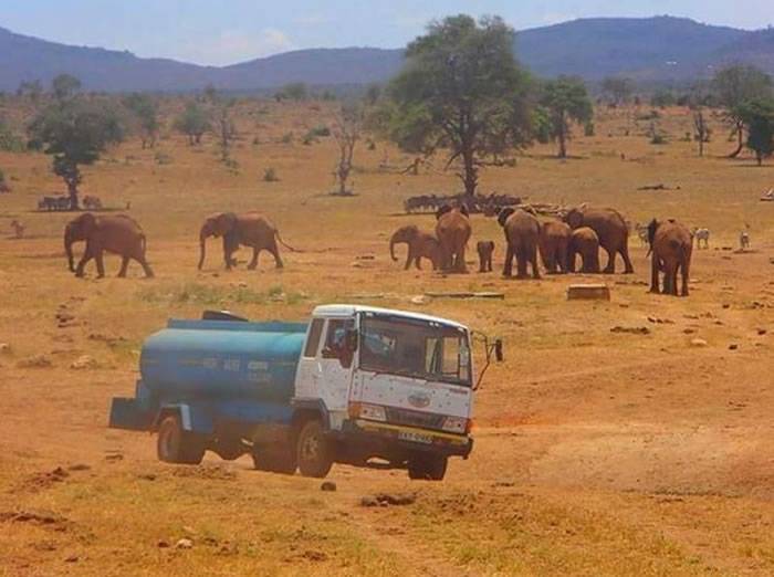 不忍动物渴死肯尼亚农夫自掏腰包租运水车帮助动物止渴