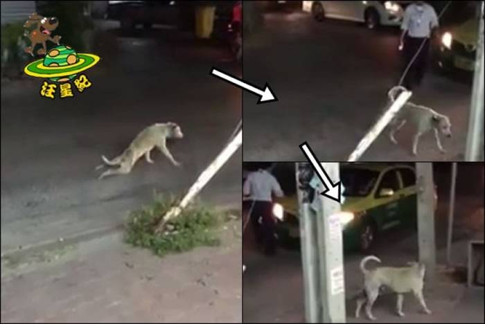 泰国一只后腿瘫痪的狗吃力过马路有人靠近帮忙时却健步如飞跑掉