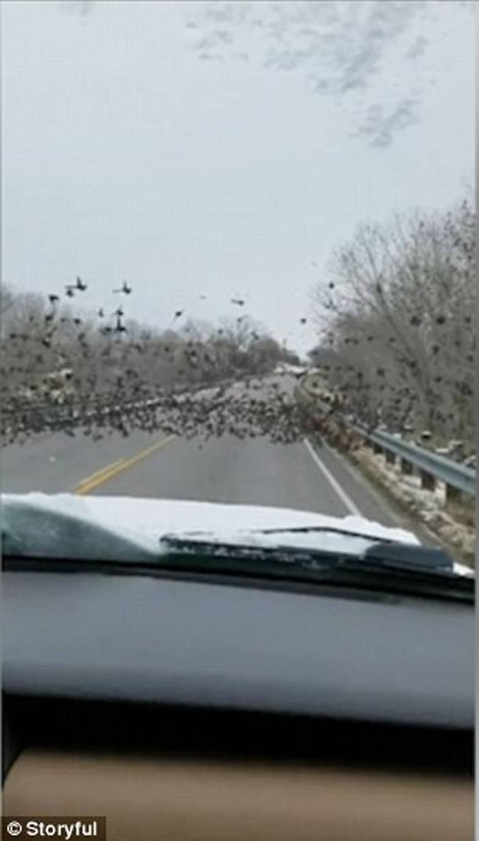女司机见到公路上大批雀鸟停留仍不减速直撞鸟群