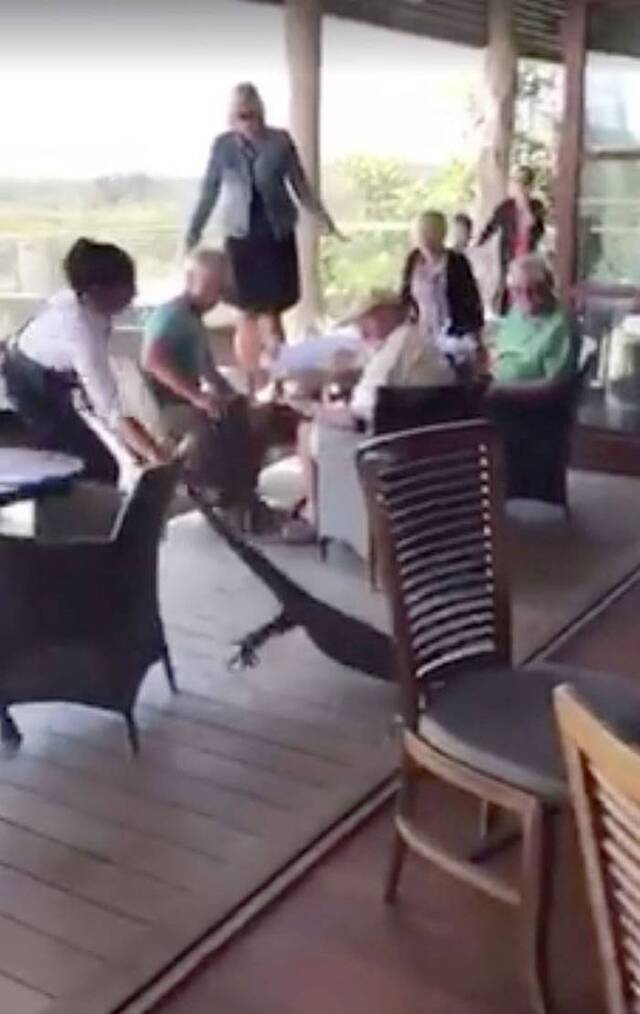澳洲新南威尔士省巨蜥闯餐厅女侍应徒手拽尾巴拖走