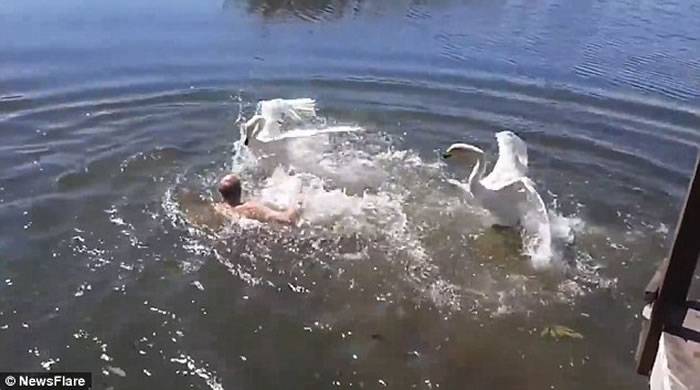 认定是入侵者俄罗斯两天鹅飞扑袭击男泳客