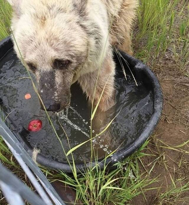 救援人员猜测Fifi或许这辈子都没有玩过水，过去这30年人类对它的剥夺超乎想像。