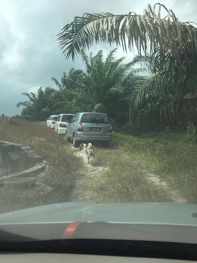 马来西亚忠犬狂追主人送葬车队