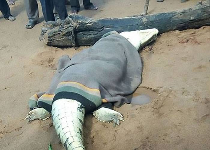 津巴布韦鳄鱼杀害并吞食8岁小孩胃部寻获遗骸