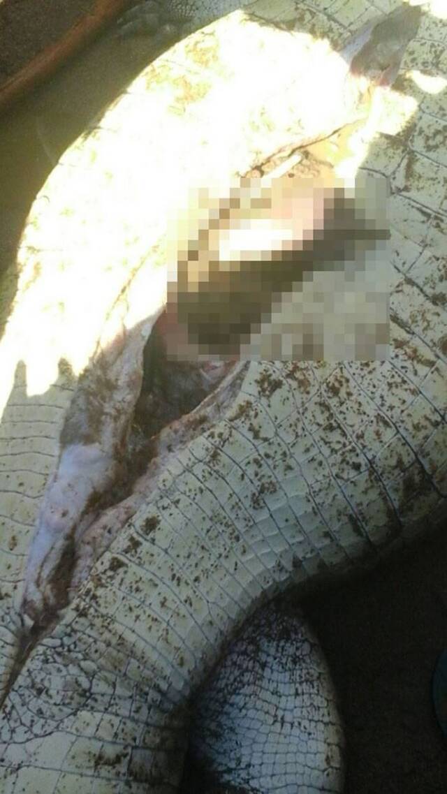 津巴布韦鳄鱼杀害并吞食8岁小孩胃部寻获遗骸