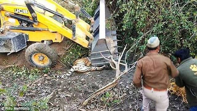 印度保护区老虎咬死人遭围捕用挖土机运走时却不慎被压死