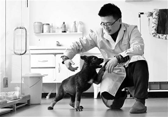 两个月大的克隆警犬“昆勋”与实验工作人员嬉闹。科技日报图