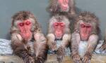 日本北海道函馆市热带植物园猕猴山温泉猕猴眯着眼享受